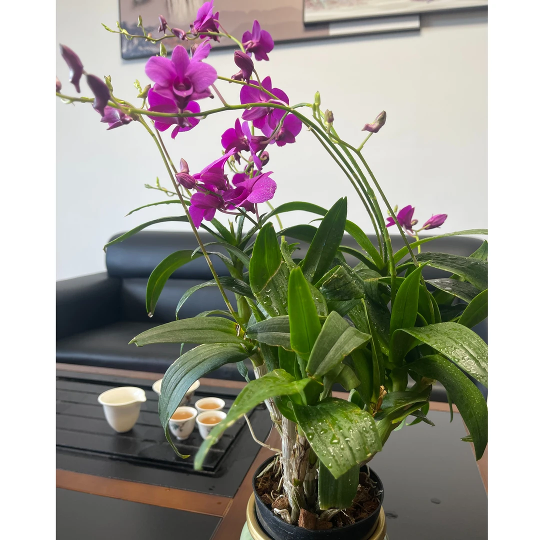 【粉丝福利】石斛兰花四季 花开浓香好养绿植香水铁皮石斛阳台盆栽