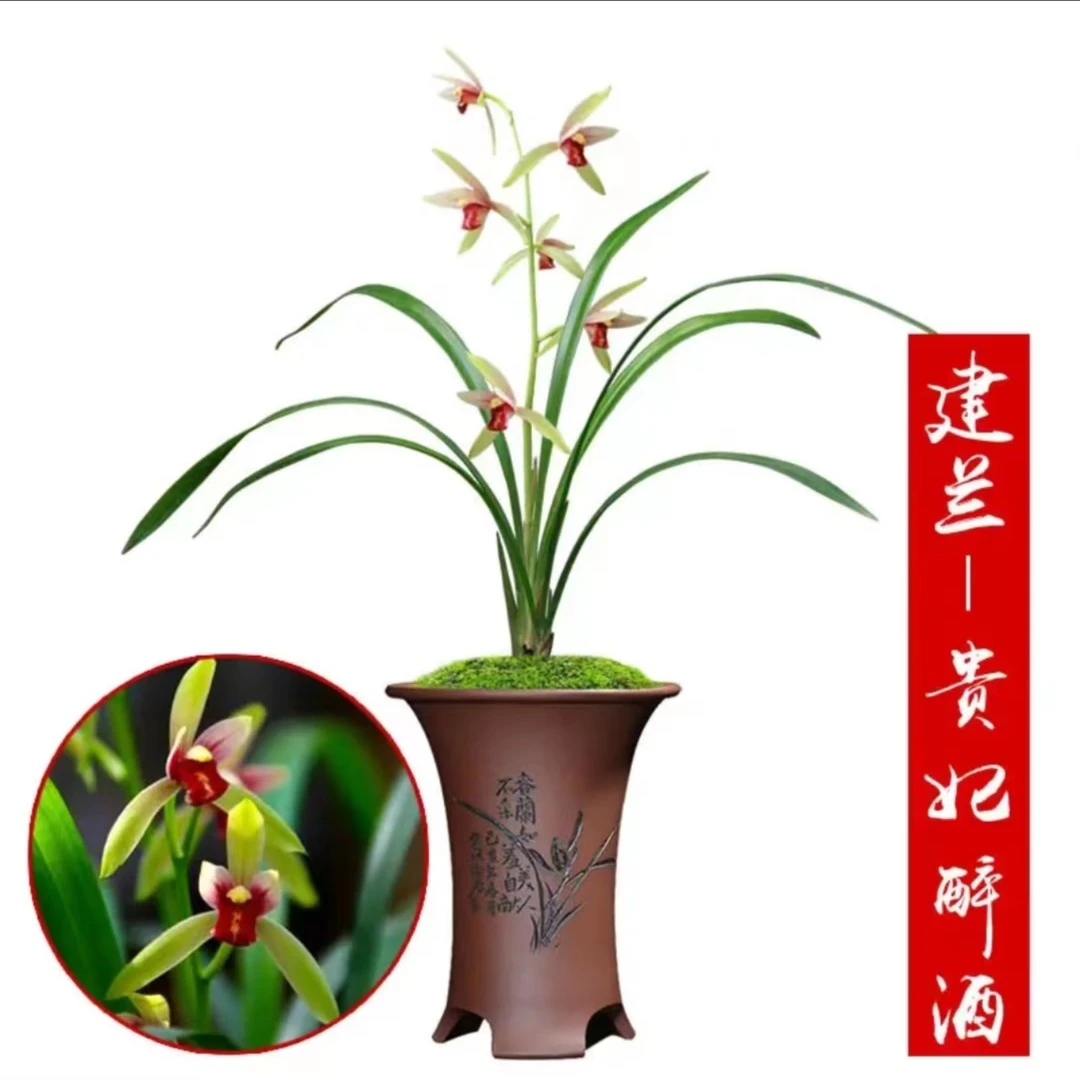 兰花苗浓香贵妃醉酒名品花卉盆经典贵建兰易栽培易花室内客绿植