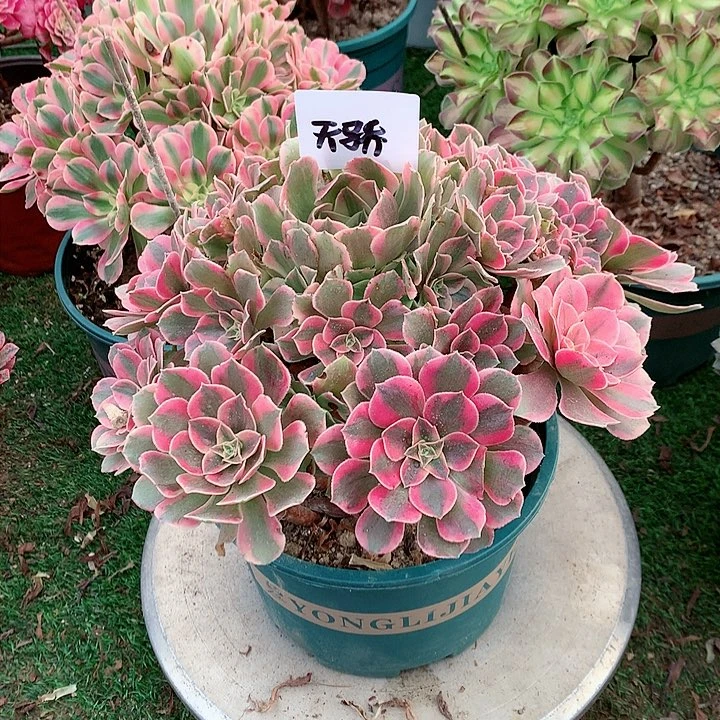 【闪购商品】天*女妖，多肉