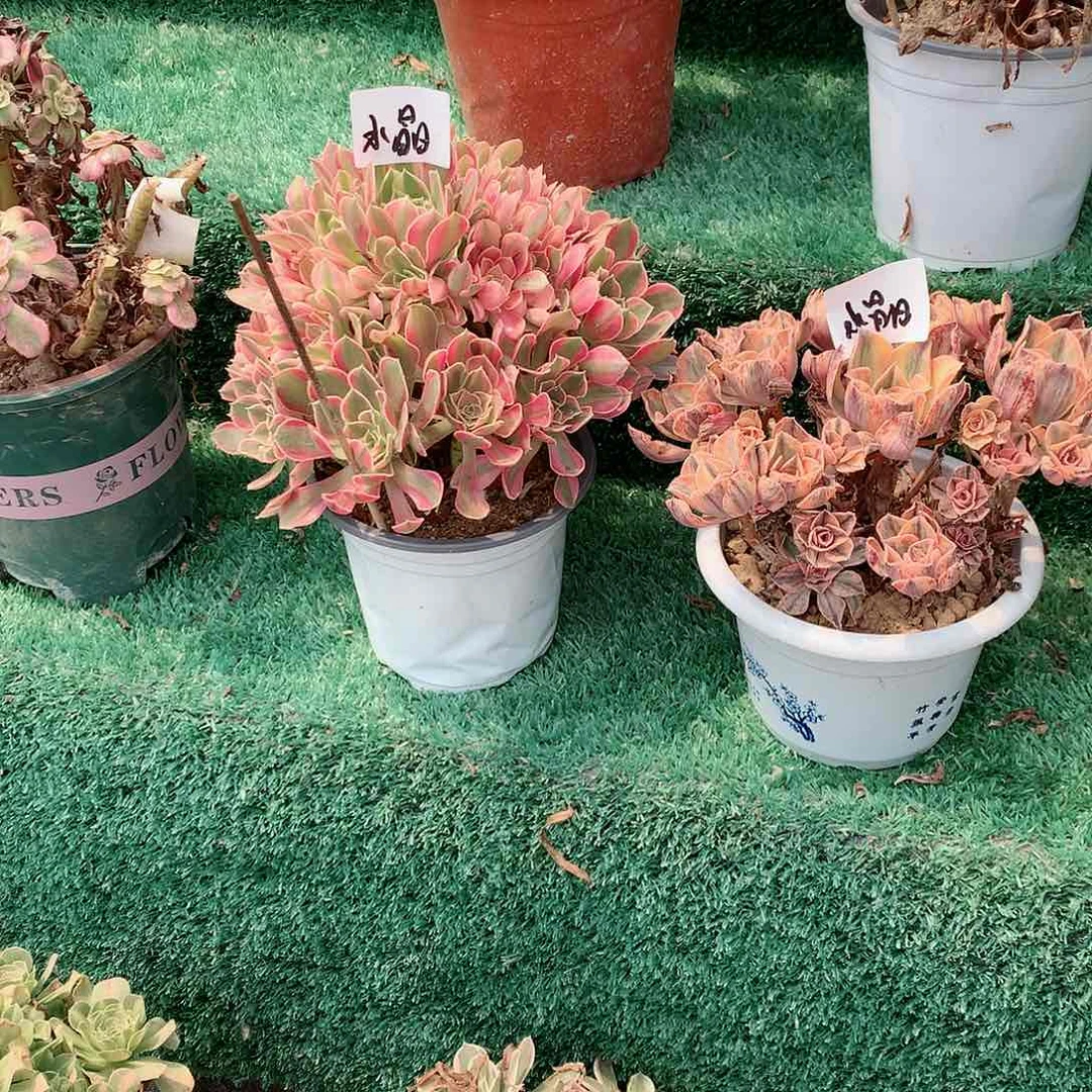 【闪购商品】水*?女神，多肉