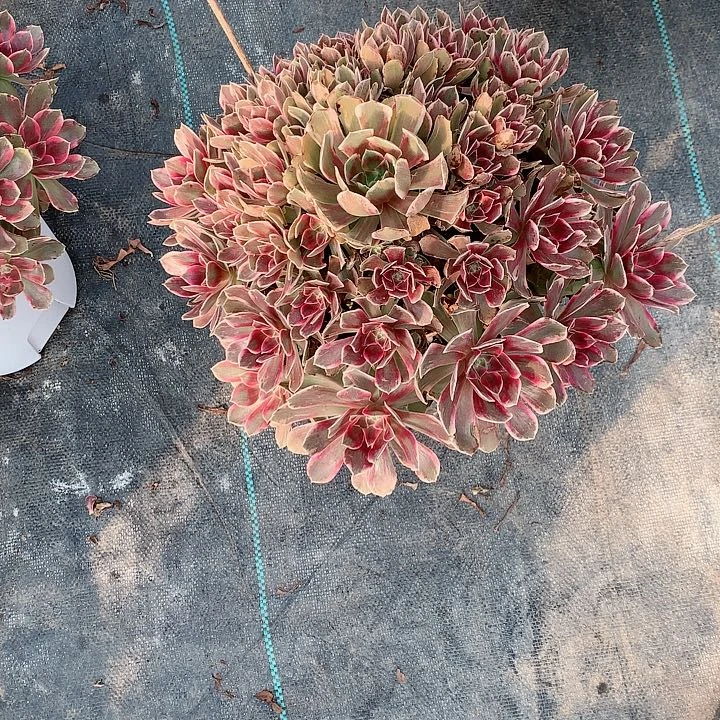 【闪购商品】寂*岭浣纱，多肉