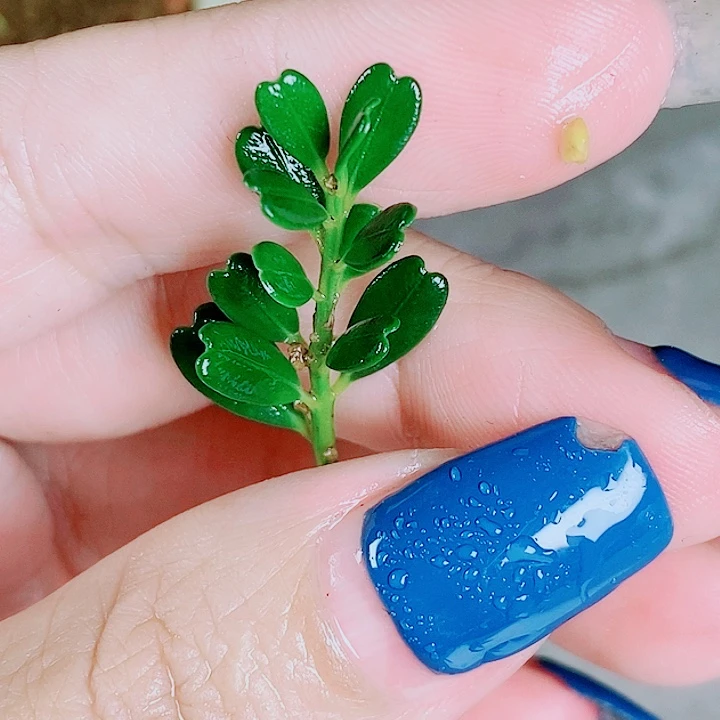 凤米黄杨金凤尾220