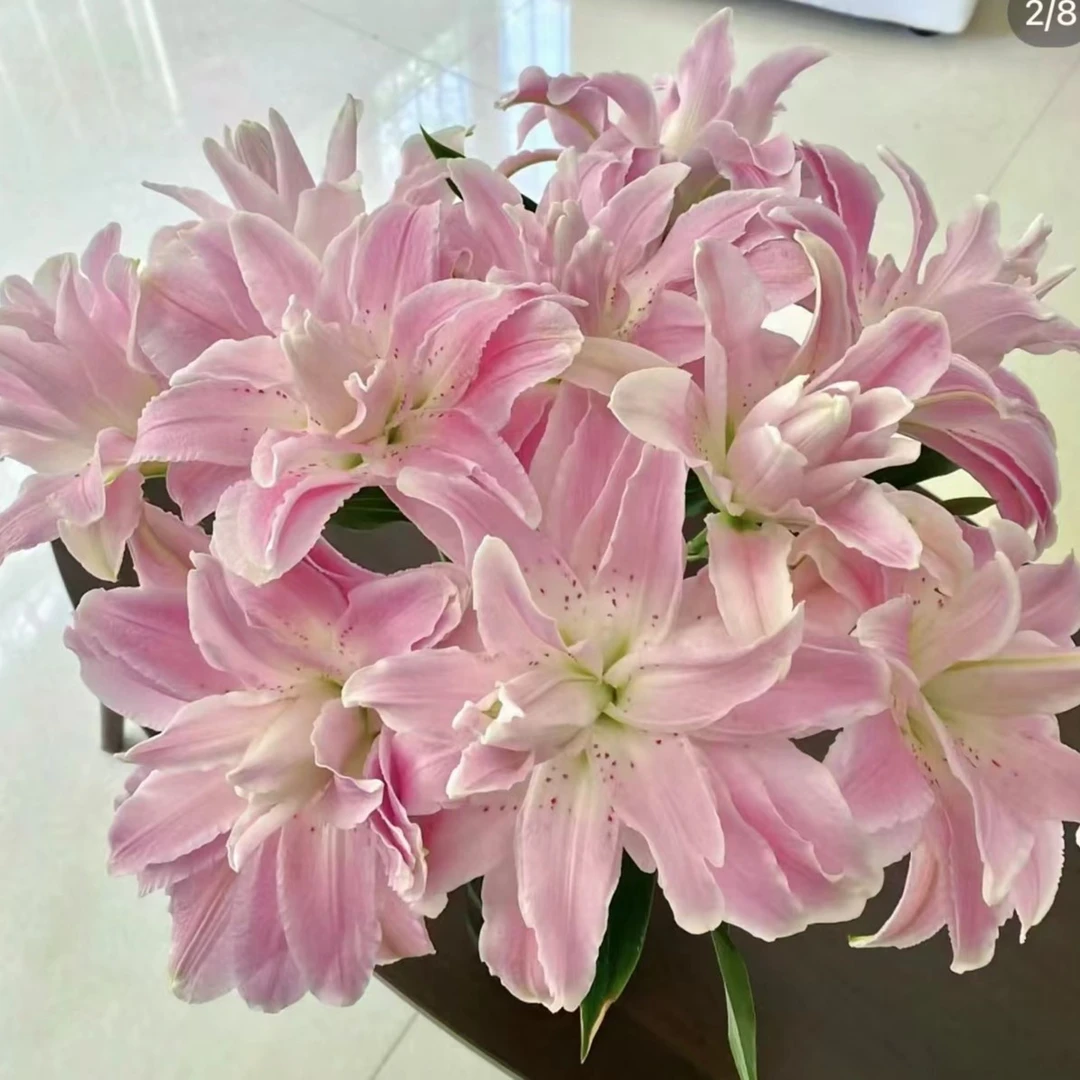 【阿荼】莲花雅致 重瓣百合两单顺丰冷链  一单普通鲜花快递