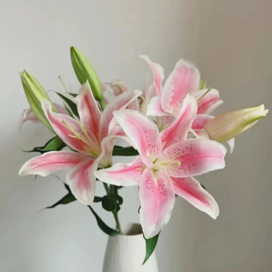 【花领域】索尔邦 香水百合（小怪兽） 同地址任意两单顺丰包邮