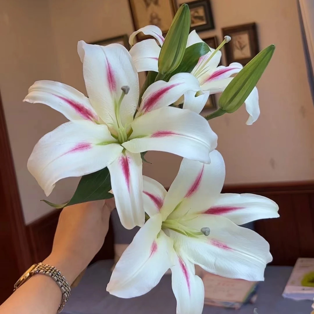 【HH】小仙女香水百合【任意两单顺丰包邮，鲜花20%不售后】