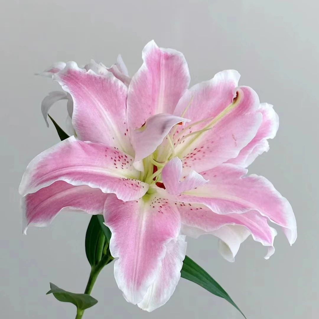 【HH】魔法公主重瓣百合【同地址任意两单顺丰包邮，鲜花20%不售后】