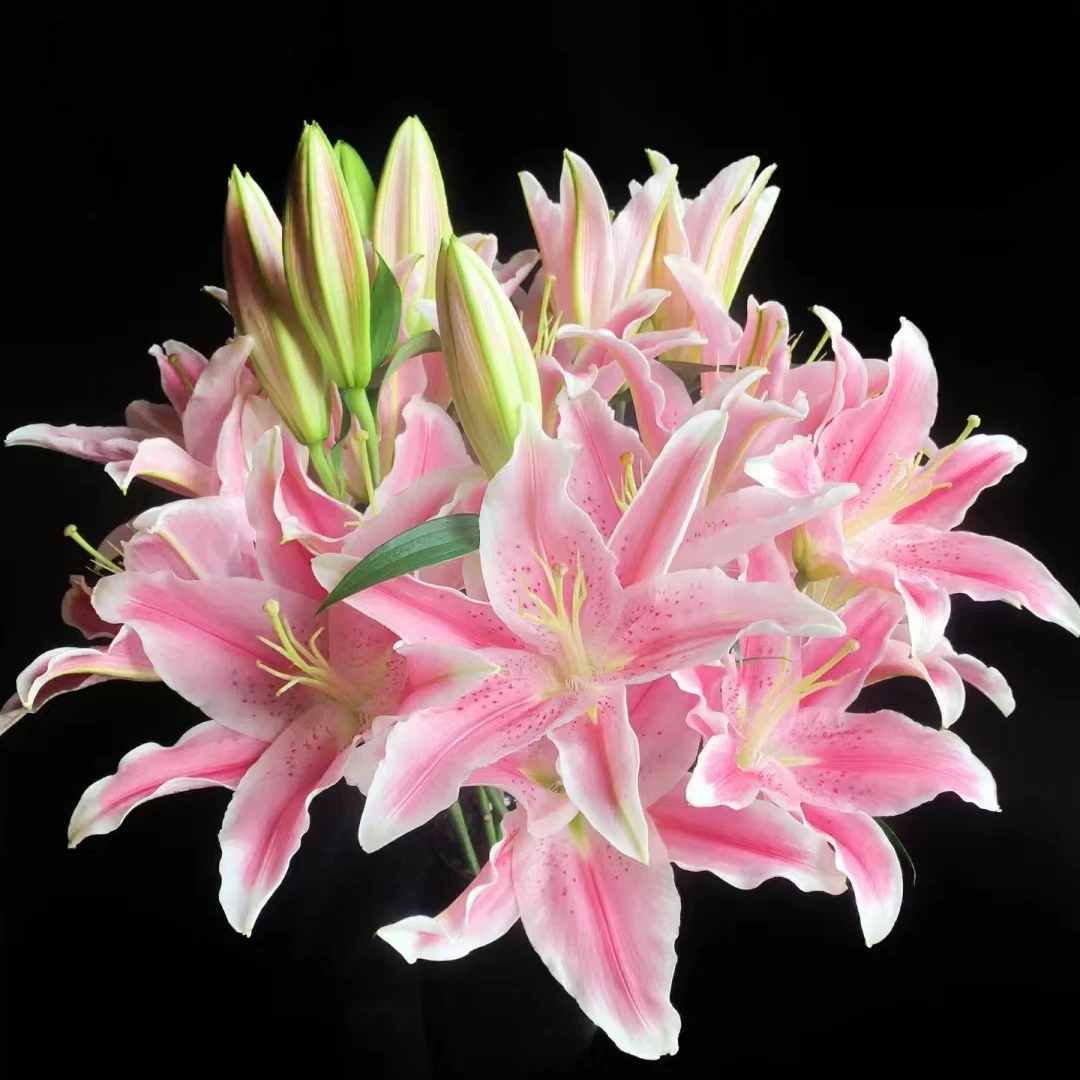 【花领域】粉色-笨笨熊香水百合【任意两单顺丰包邮，鲜花20%不售后】