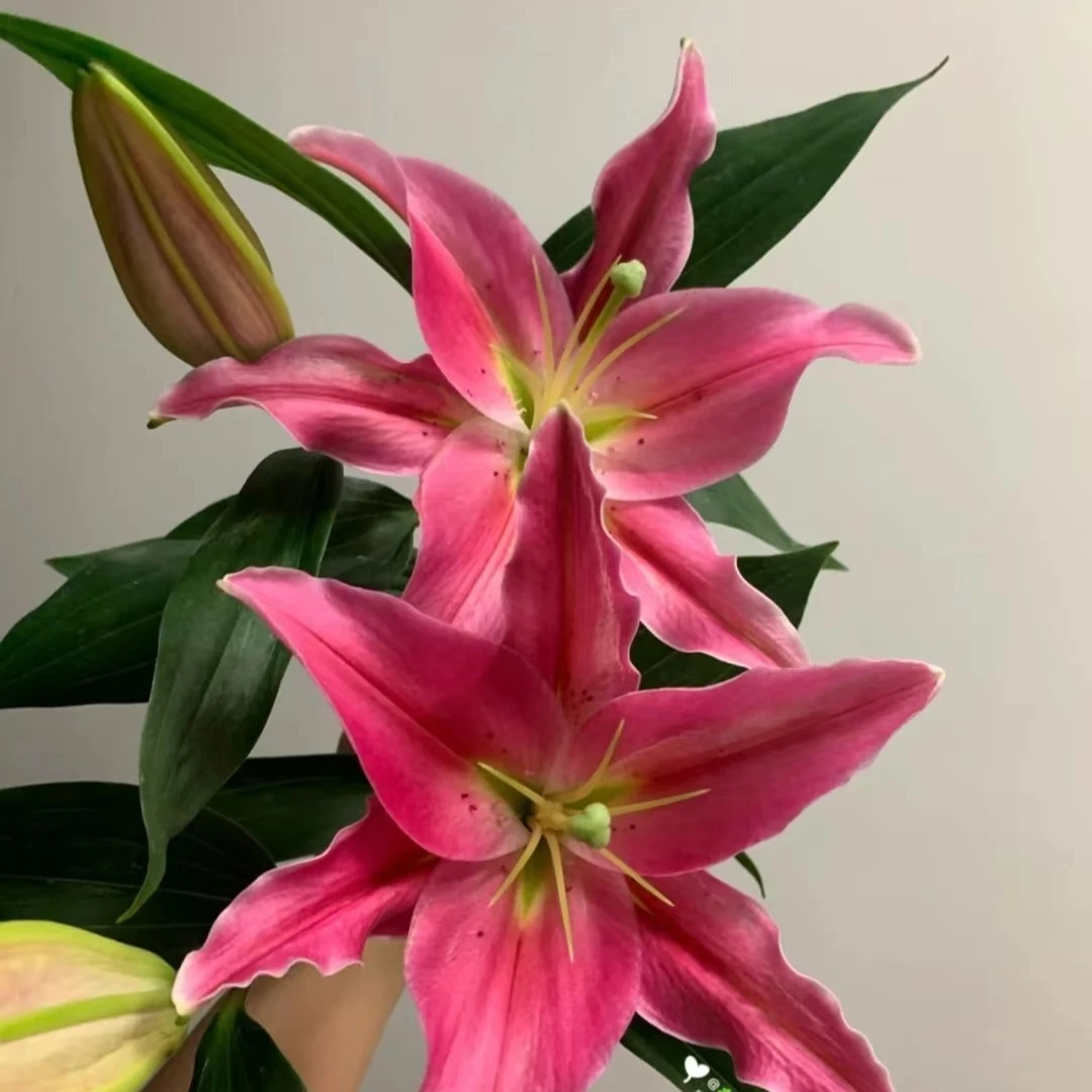 【花小梦】西诺红香水百合【5°以下不拍保温棉，鲜花冻坏不售后】