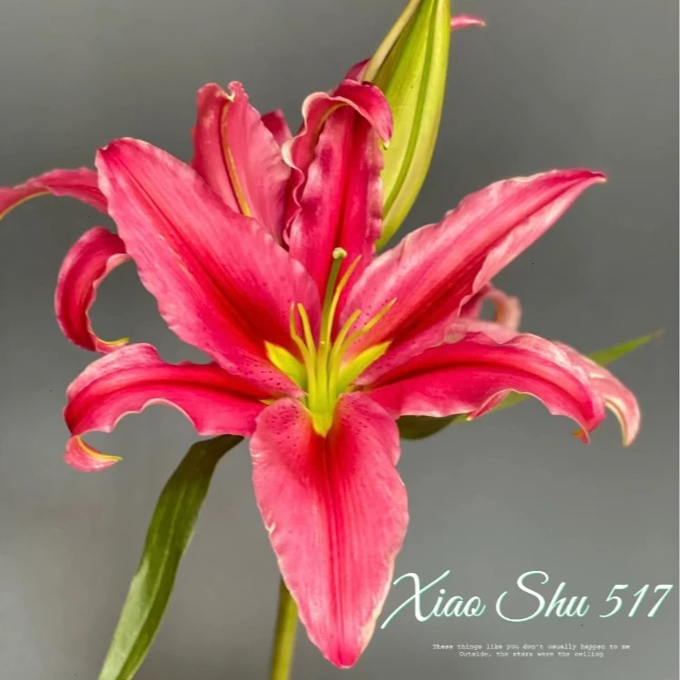 【红色】红中红香水百合【同地址任意两单顺丰包邮，鲜花20%不售后】