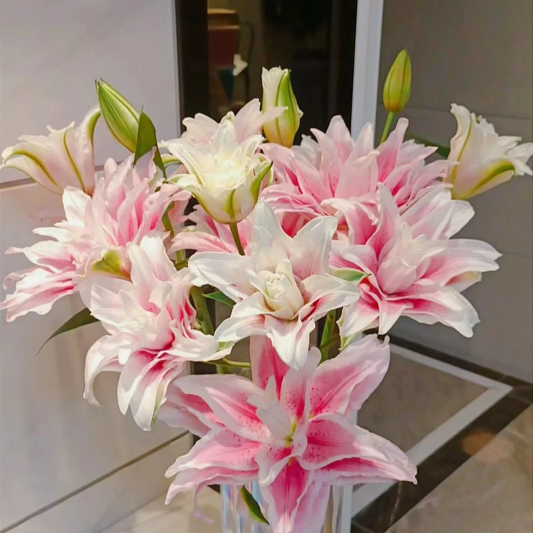 伊莎贝拉两单顺丰冷链德邦空运，一单百合普通鲜花快递