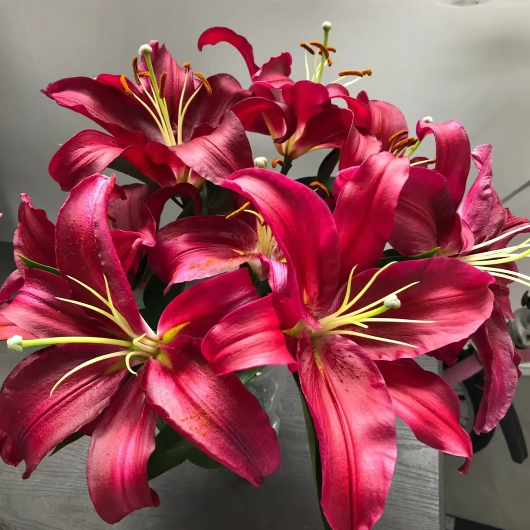 【HH】布达佩斯香水百合【任意两单顺丰冷链包邮，鲜花20%不售后】