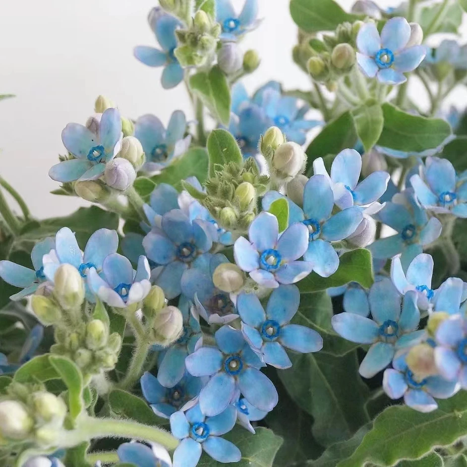 【阿荼】蓝星花 花花凑单不单拍