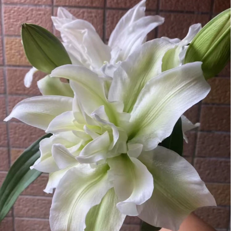 【重瓣2头】香水艾莎重瓣【2单顺丰冷链包邮 鲜花20%不售后】