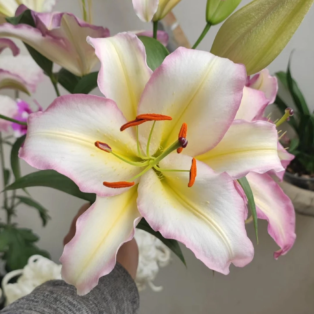 【花领域】彩虹 香水百合 任意两单同地址顺丰冷链包邮