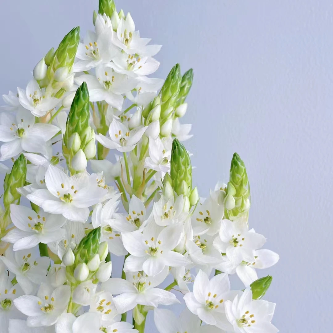 【HH】草花各品链接【任意2单同地址顺丰冷链包邮 鲜花20%不售后】