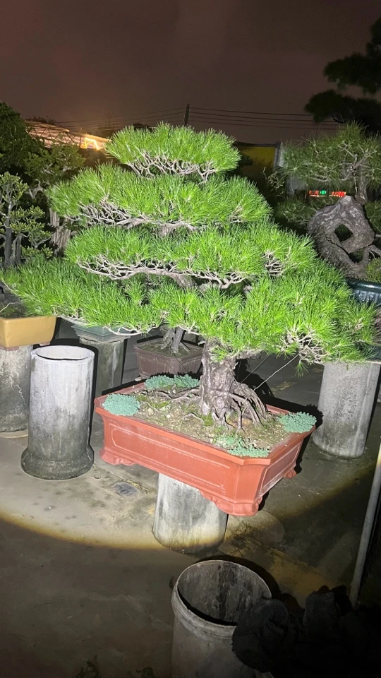 6️⃣文林高端果树苗盆栽盆景一物一拍【寄养】链接