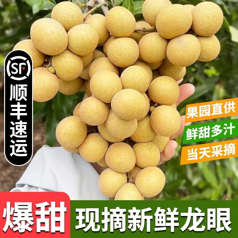 福建漳州新鲜水果龙眼现货草埔储良当季孕妇水果3/5斤顺丰包邮