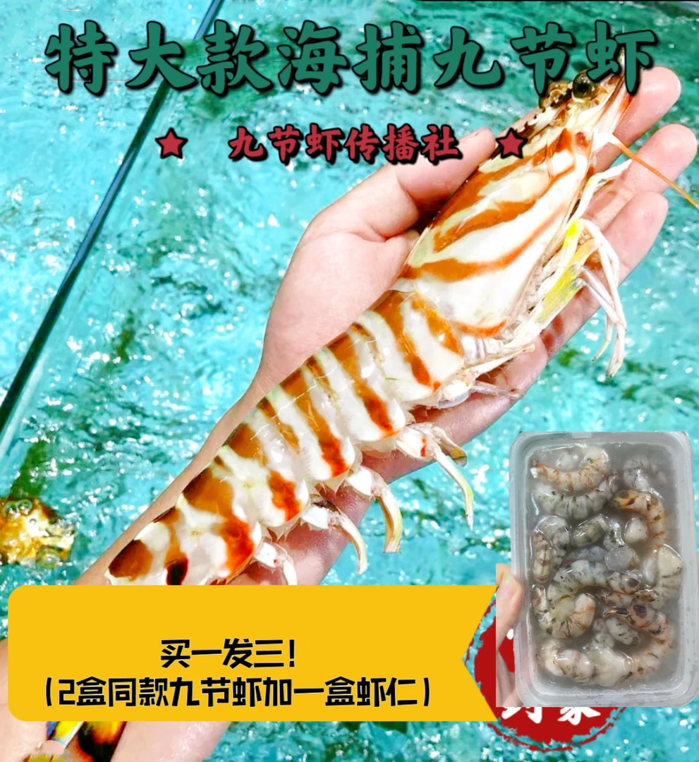 特大款鲜活速冻-福建东海九节虾/斑节虾/竹节虾海虾营养大虾鲜甜