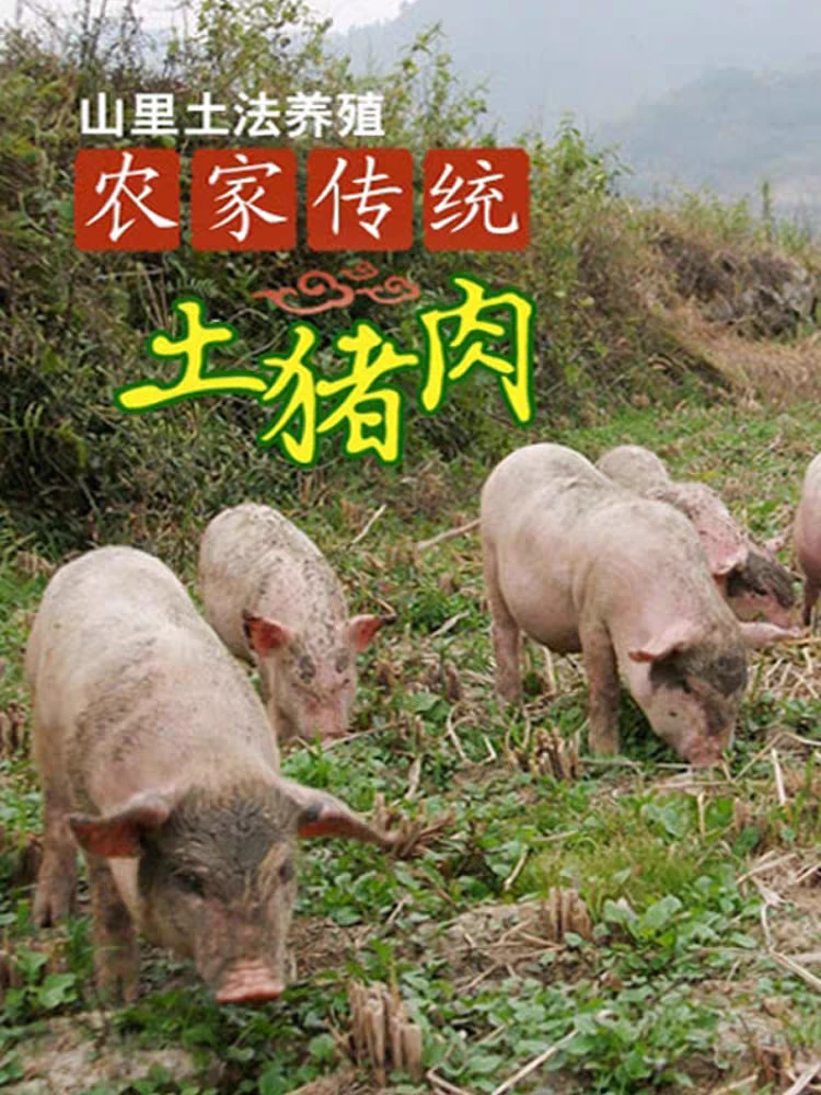 【6号】重量直播为准专拍所见即所得农家大肥猪