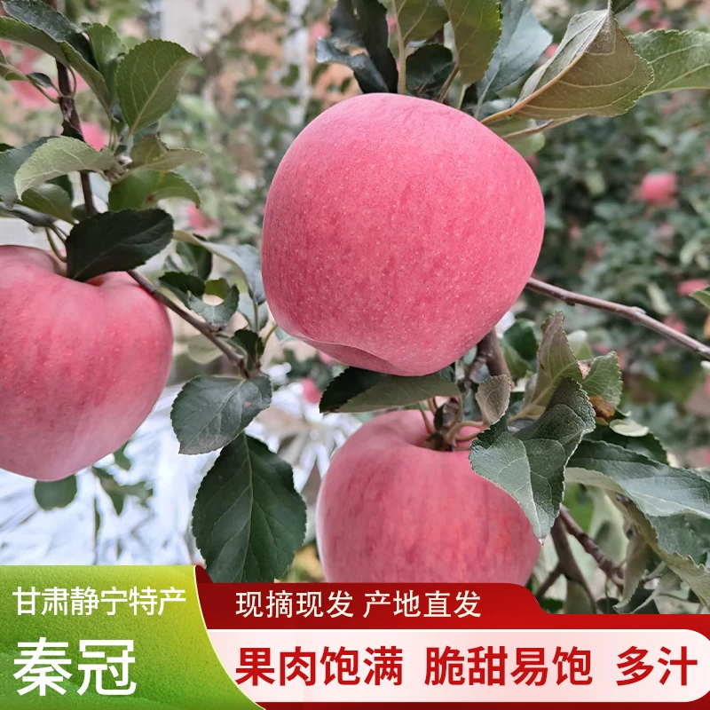 特惠装 甘肃静宁   秦观   红富士 小果子