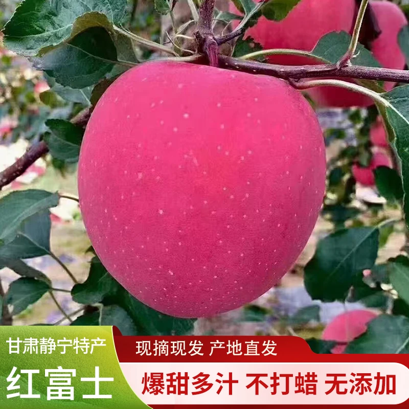 甘肃静宁苹果红富士现摘现发静宁红富士 水果 脆甜多汁 整箱包邮