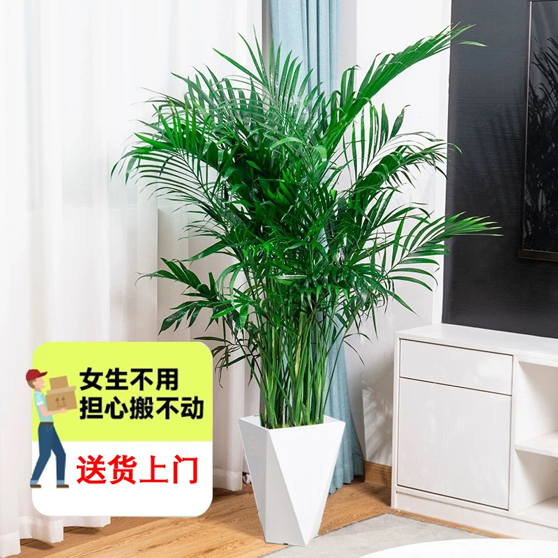 【椿山】1.41-1.5米大型富贵椰子散尾葵绿植高颜值菱形盆客厅室内