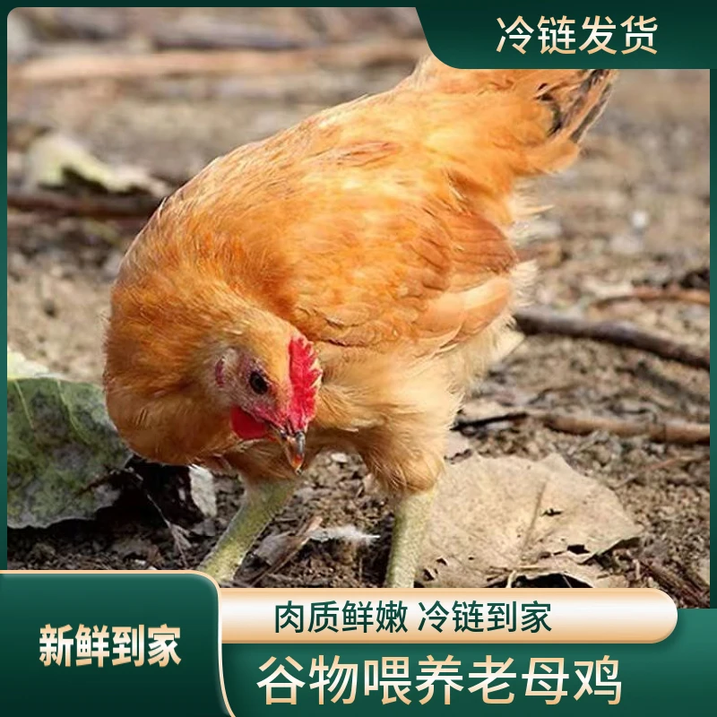 正宗黄油老母鸡两年老母鸡拍一发二带心珍蛋花单只2.5斤