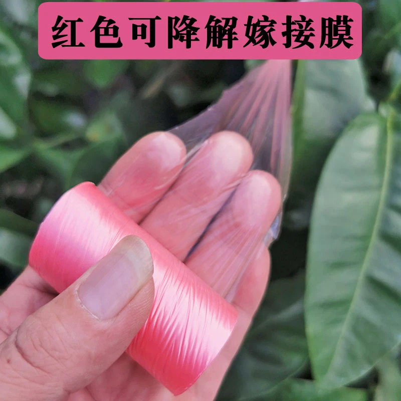嫁接膜红色可降解果树苗木嫁接专用薄膜嫁接绑带包芽可自穿免解绑