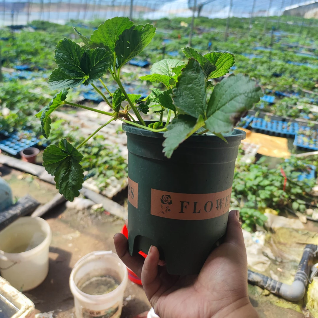 四季奶油盆栽草莓苗黑珍珠天使真红美玲玄玉原盆原土新苗当年结果