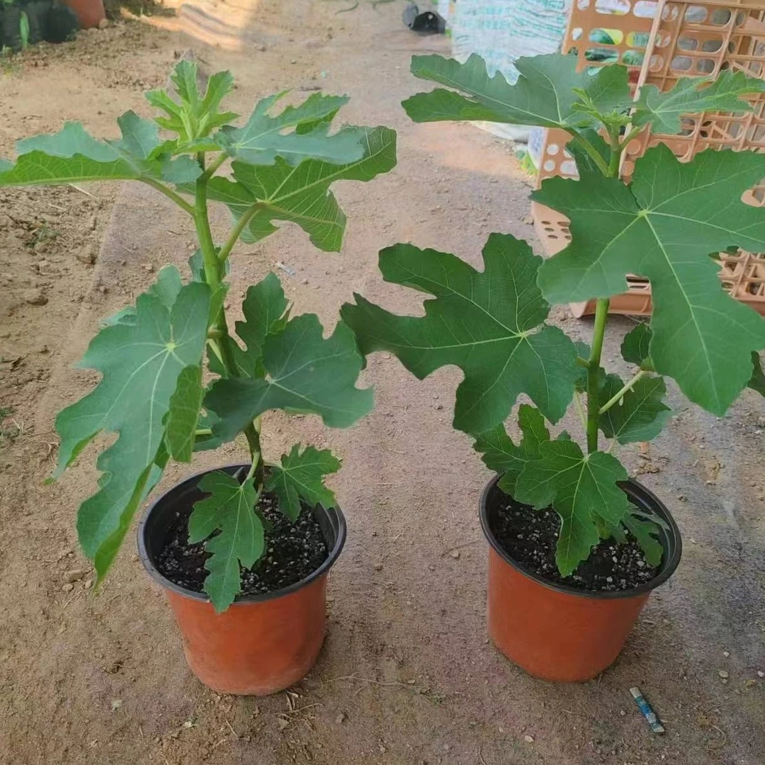 芭劳奈盆栽绿植当年结果