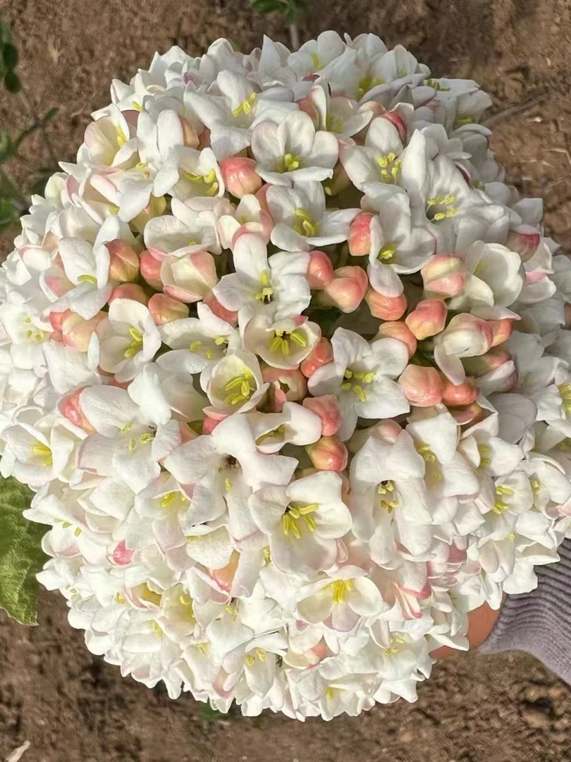 霖盛绣球园艺直播间一物一拍红蕾雪球荚谜大叶布克木绣球耐寒庭院