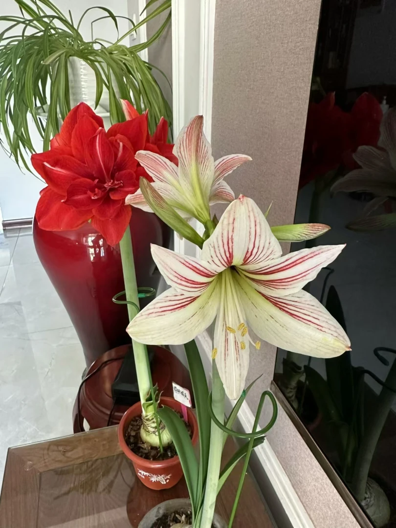 白土朱顶红盆栽地栽庭院种植