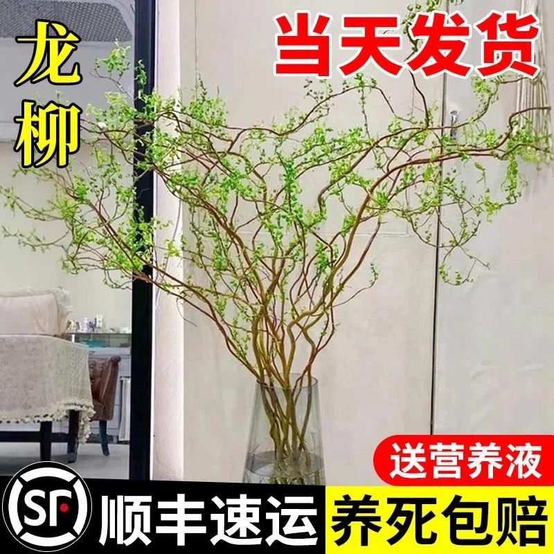 进口高端基地直销龙柳鲜枝水培植物室内好养活绿植客厅水养花卉