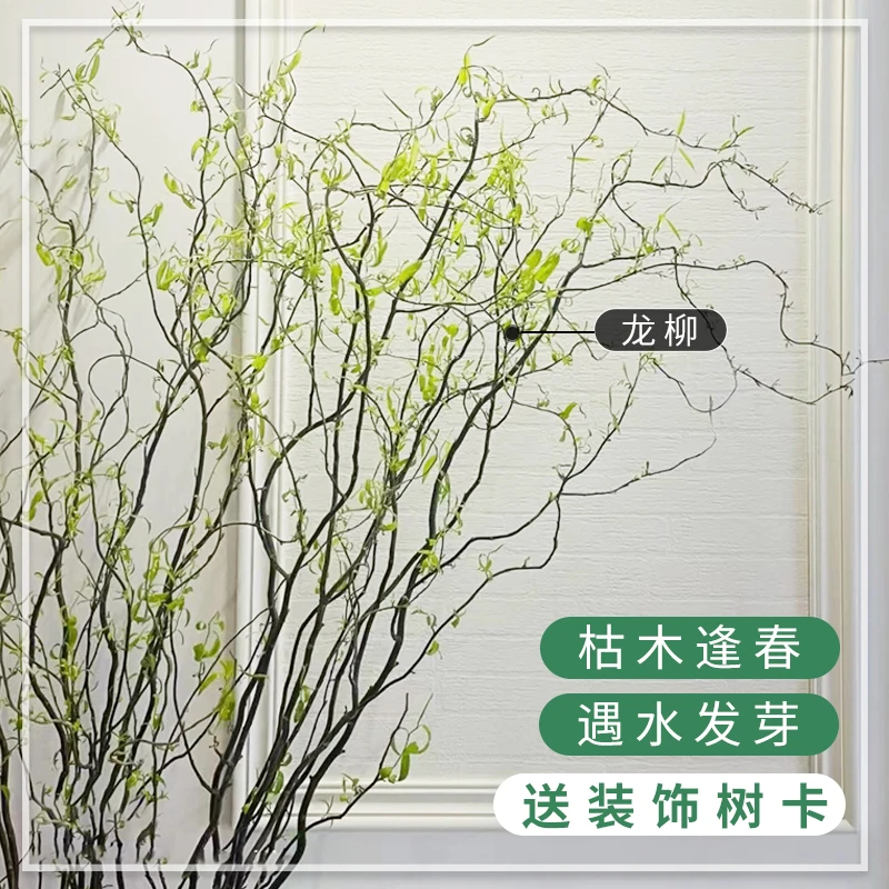 黄金龙柳鲜切枝水培植物泡水长根发芽绿植家居装饰基地枝条直发