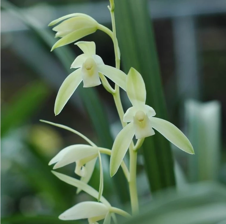 建兰【金丝马尾】素花 花期6-11月