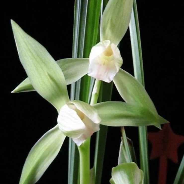春剑【银杆素】浓香型花期11-2月份素心铭品