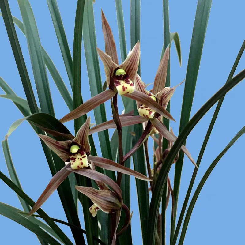 寒兰【红三星蝶】叶蝶花期11-2月份