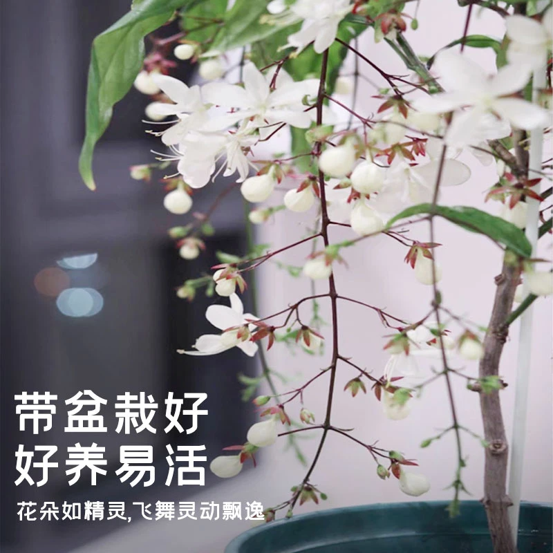 垂丝茉莉盆栽带花苞老桩客厅阳台绿植垂丝茉莉花泰国进口