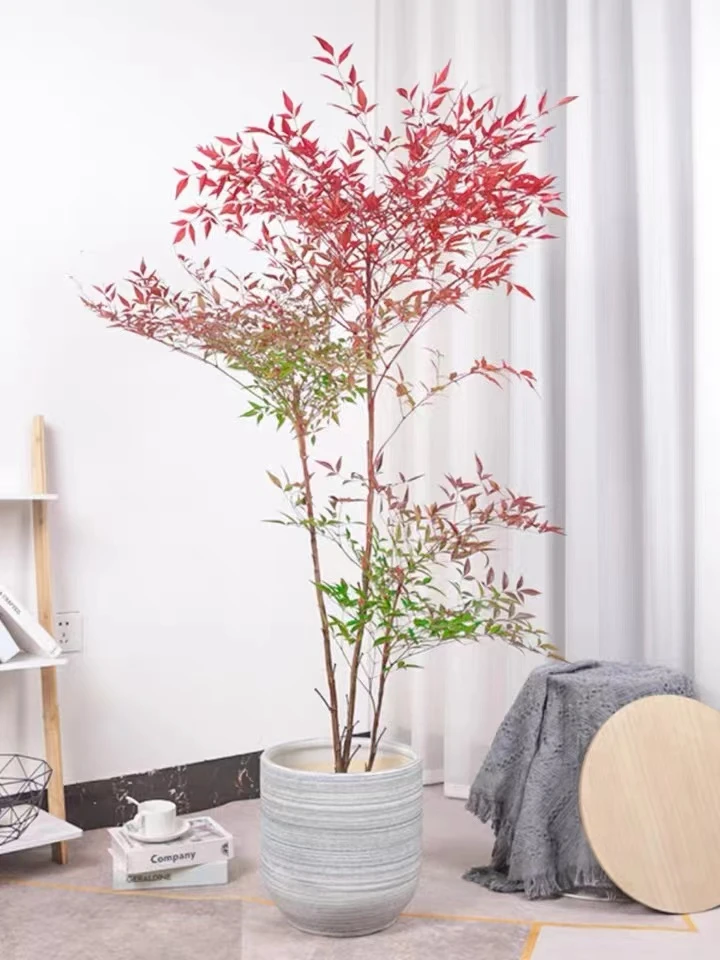 南天竹树苗绿化苗木庭院观果观叶植物南天竺火焰红天竹苗盆景盆栽