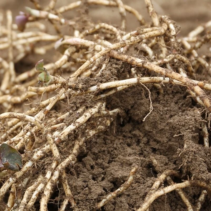 当季新鲜折耳根鱼腥草嫩根现挖侧耳根凉拌节节根蔬菜半斤/5斤带泥