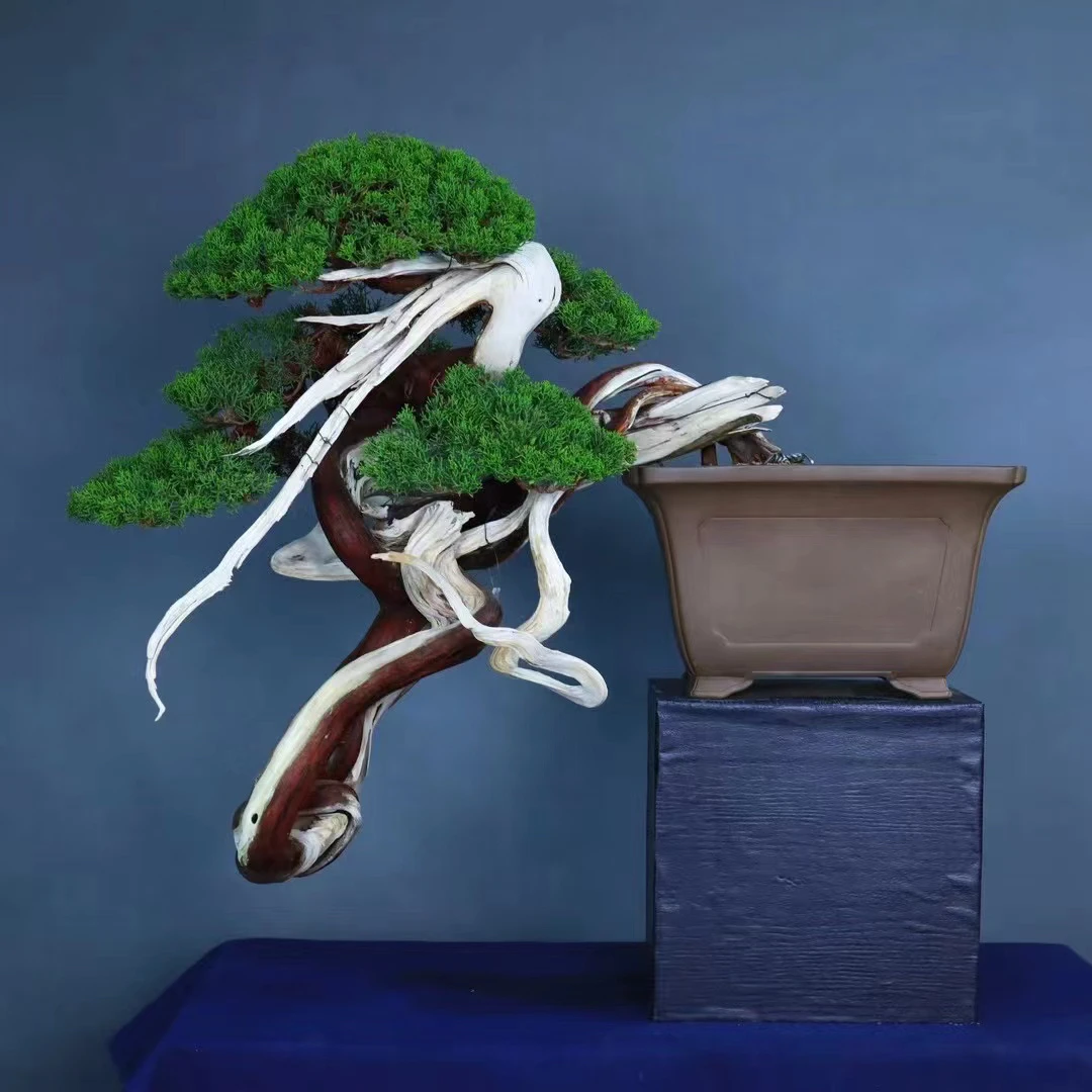 一物一拍 精品盆景