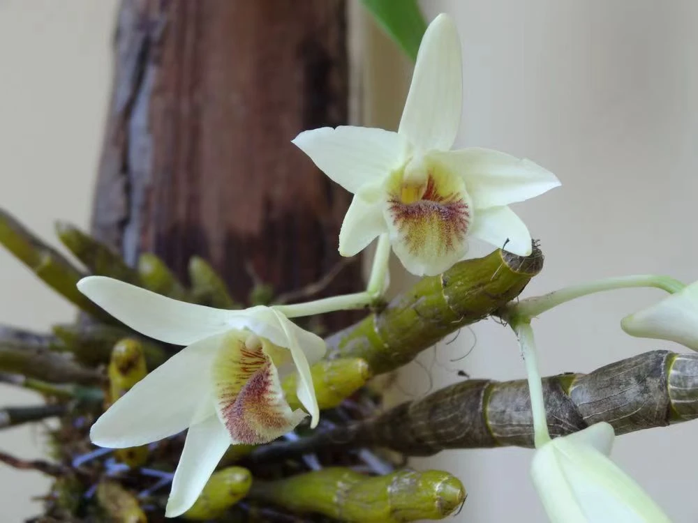 尖刀唇石斛兰不用土的植物