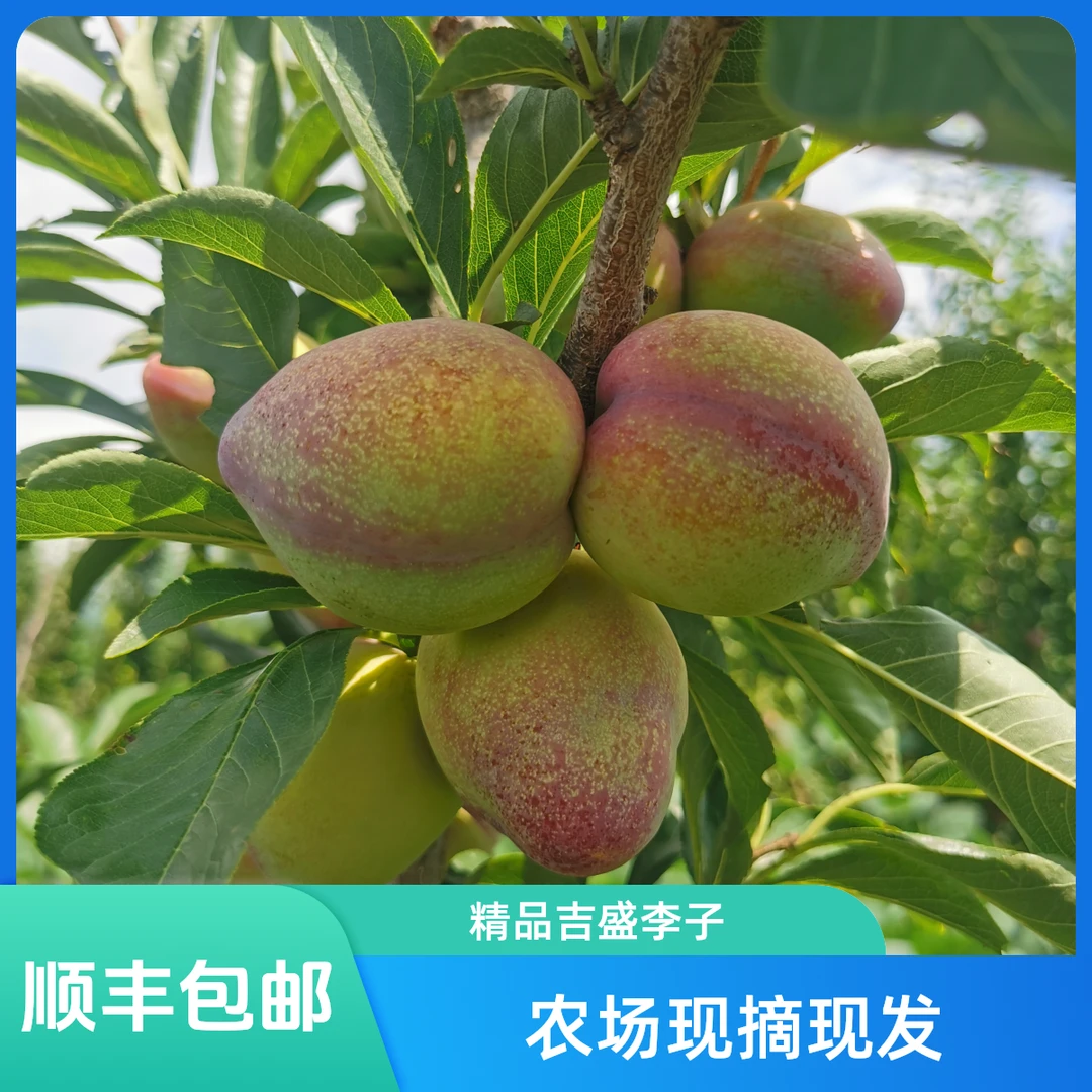 顺丰包邮精品吉盛李子干核离胡当天采摘当天采摘