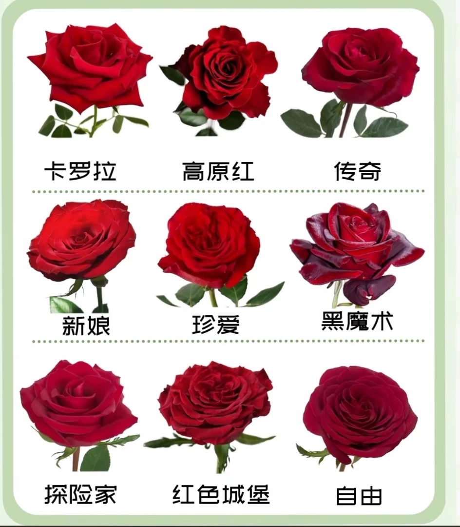 云南昆明基地鲜花单头玫瑰+多头玫瑰 新鲜采摘发货