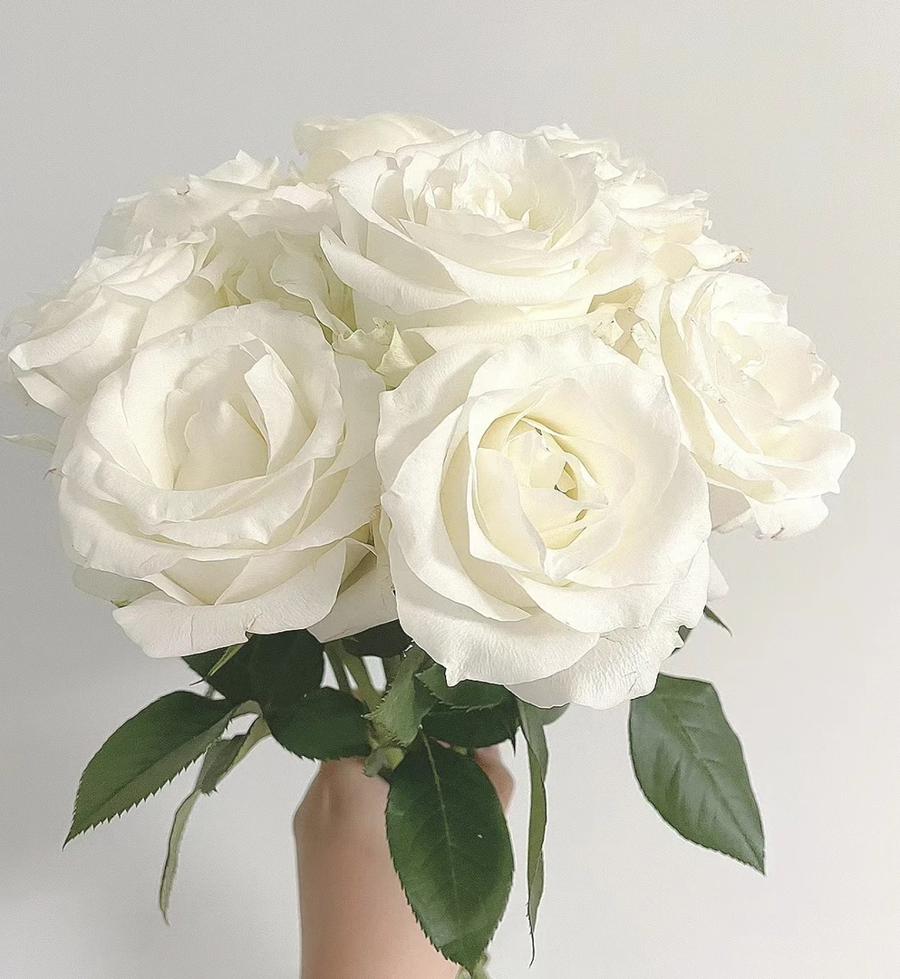 【骄傲玫瑰20支] 纯白玫瑰，杯状花型，花瓣厚实 花头细长  一单包邮