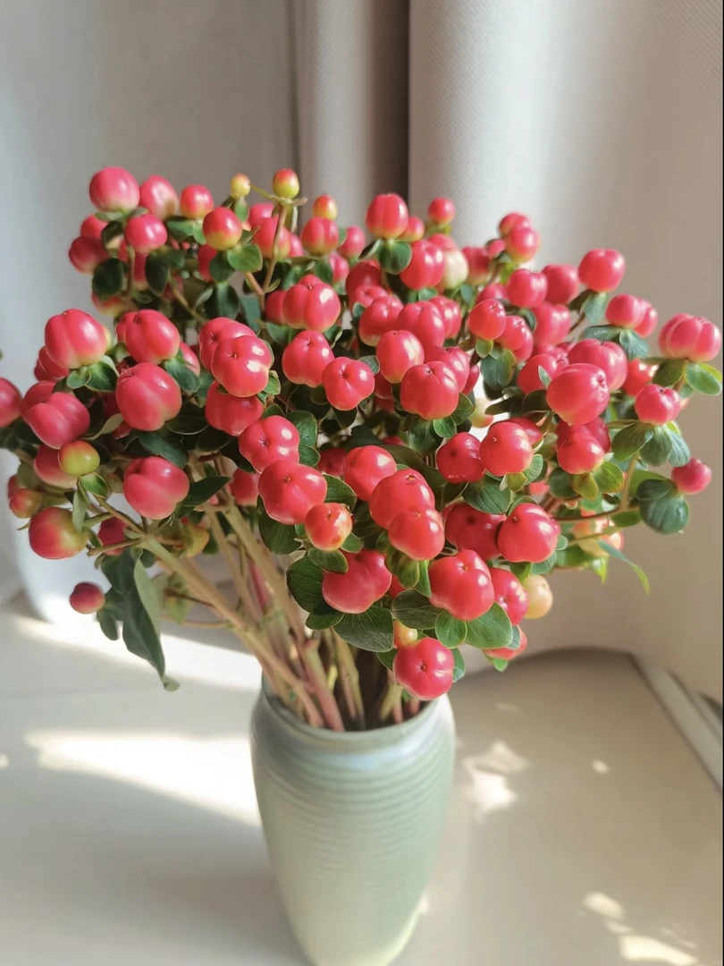 【红豆，相思豆，火龙珠】鲜花，花束，2扎1单包邮到家