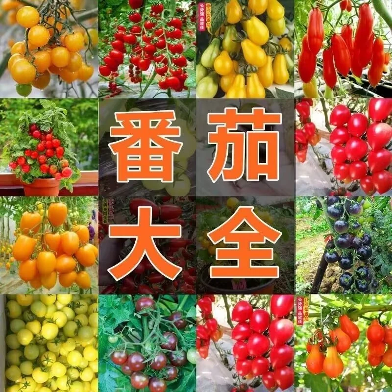 西红柿种子番茄种籽圣女果黑珍珠黄红紫阳台蔬菜盆栽蕃茄简单春季