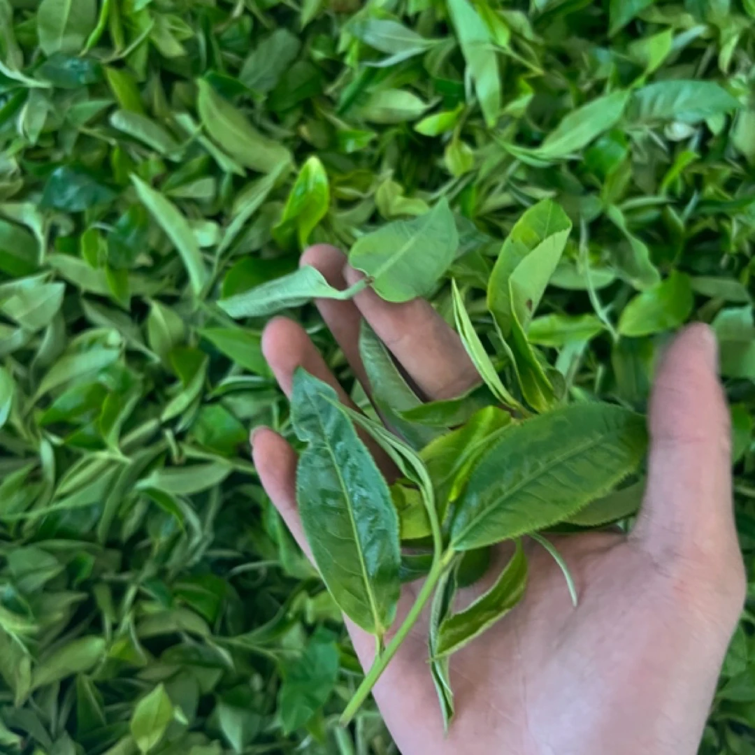 老曼峨2025年生茶春茶散1000g（最后一公斤福利）