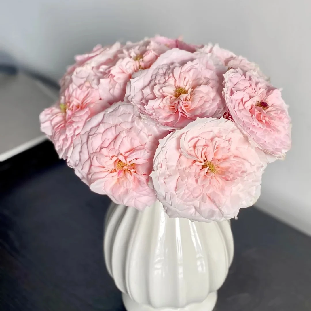 【云艺花舍】A级鲜花（小粉兔）单头玫瑰-生活鲜切花-家居摆件插花