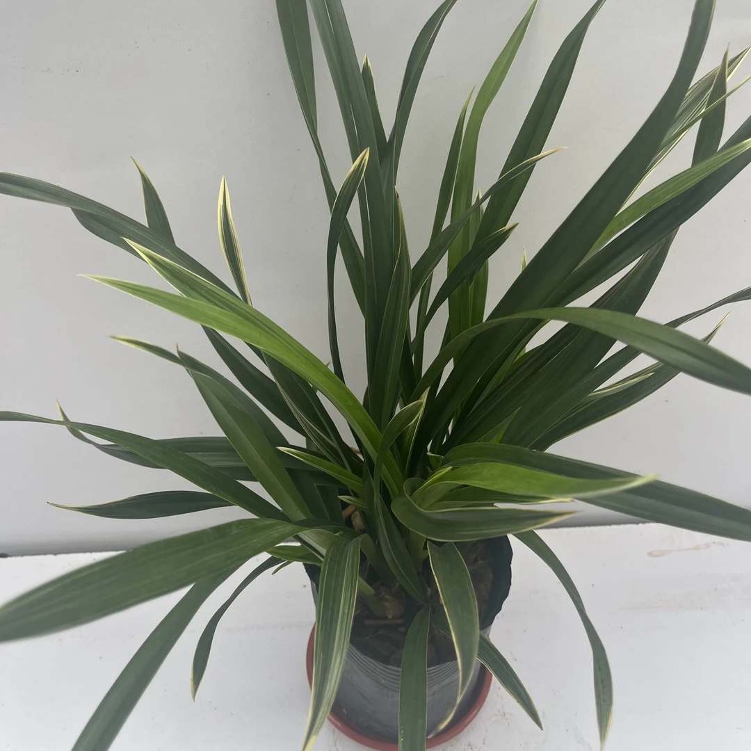 兰花苗 金玉满堂 墨兰四季浓香花卉盆栽好养室内花卉绿植物